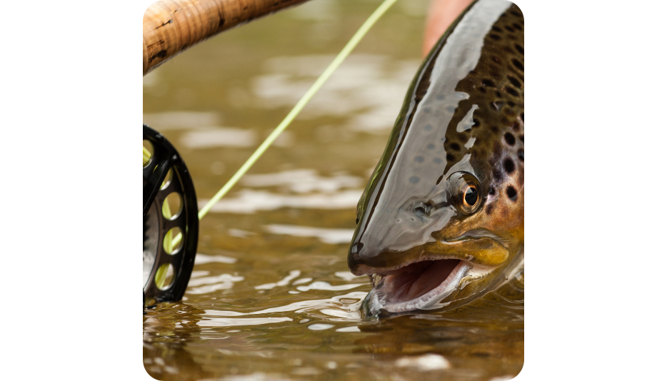 Vind 2 Mio Til Din Hobby