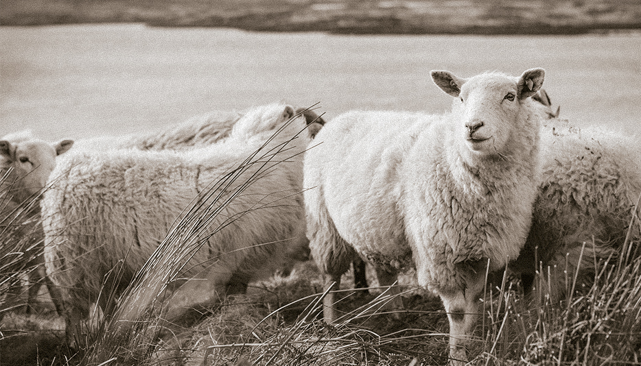 1910 1913 En Svær Start For Landbrugslotteriet