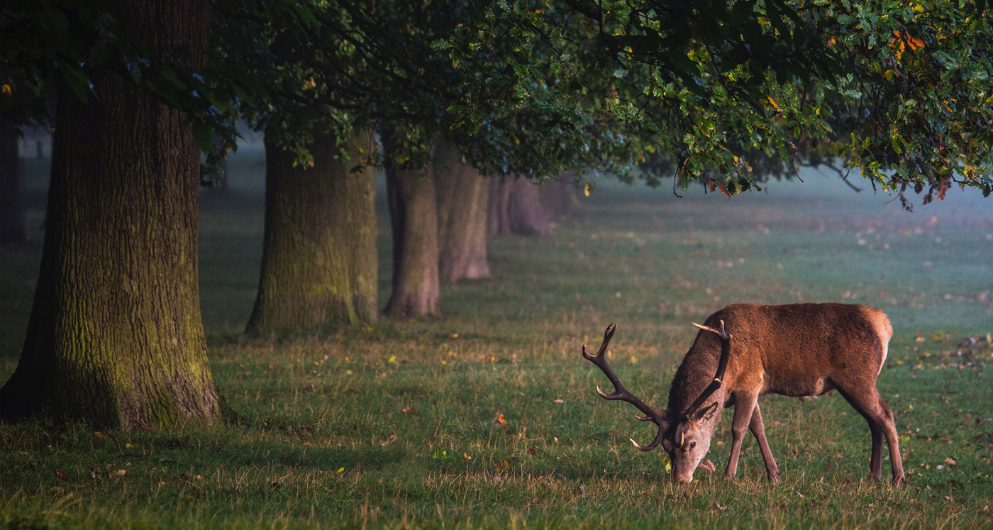 Dyrenes beskyttelses vagtcentral 2