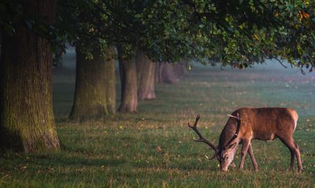 Dyrenes beskyttelses vagtcentral 2