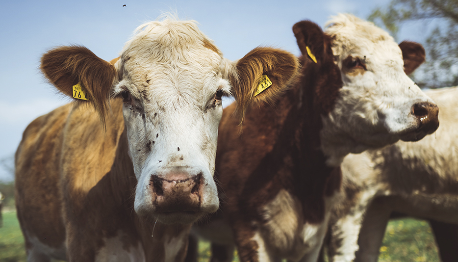 1993 Egen Trækningsliste