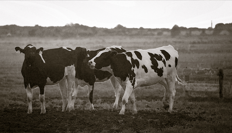 1906 Fra Hestelotteri Til Landbrugslotteri