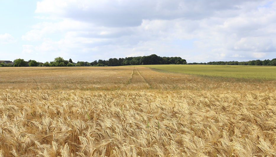 1989 Pengelotteri (1)